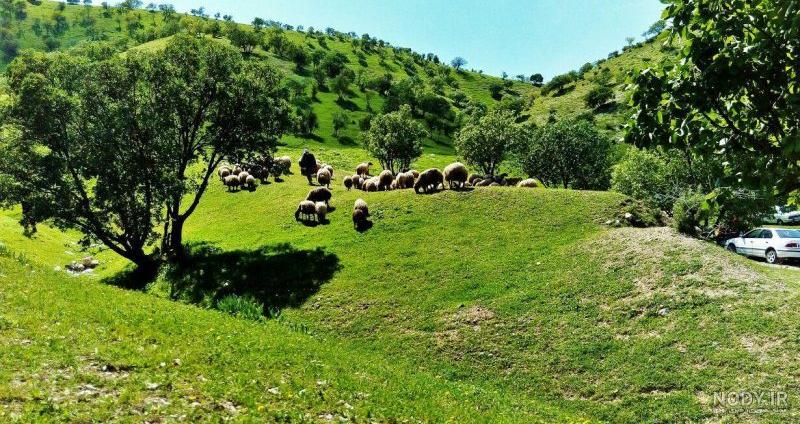 پایگاه خبری تحلیلی نوای گیلانغرب » طبیعت بهاری” ویژنان”شهرستان گیلانغرب پایگاه خبری تحلیلی نوای گیلانغرب » طبیعت بهاری” ویژنان”شهرستان گیلانغرب