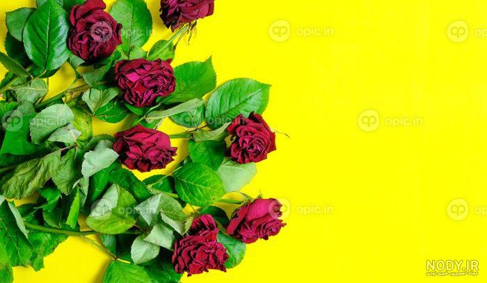 گالری عکس گل رز زرد برای خاص پسندان - ستاره