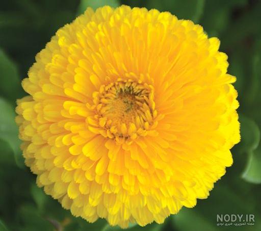 گل زرد بهاری زیبا yellow spring flower