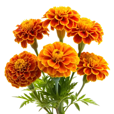 گل قاصدک گل زرد در چمن در بهار باله چشمه با تمرکز نرم در یک چمنزار در طبیعت  یک پس زمینه سبز نور سبز نرم یک تصویر هنری آرام رویایی است 1438461