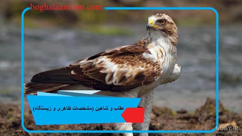يك قطعه شاهين در تكاب به دامان طبيعت بازگشت - ایرنا يك قطعه شاهين در تكاب به دامان طبيعت بازگشت - ایرنا