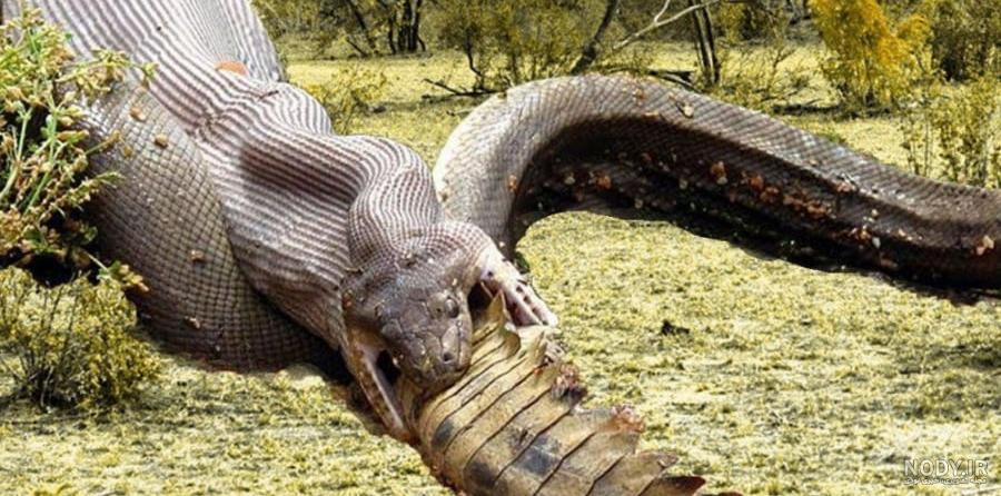 ۱۳ فیلم سرگرم‌کننده با موضوع حمله جانوران وحشی