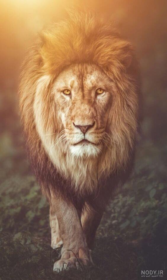 عکس خفن عکس شیر پرسپولیس با تاج
