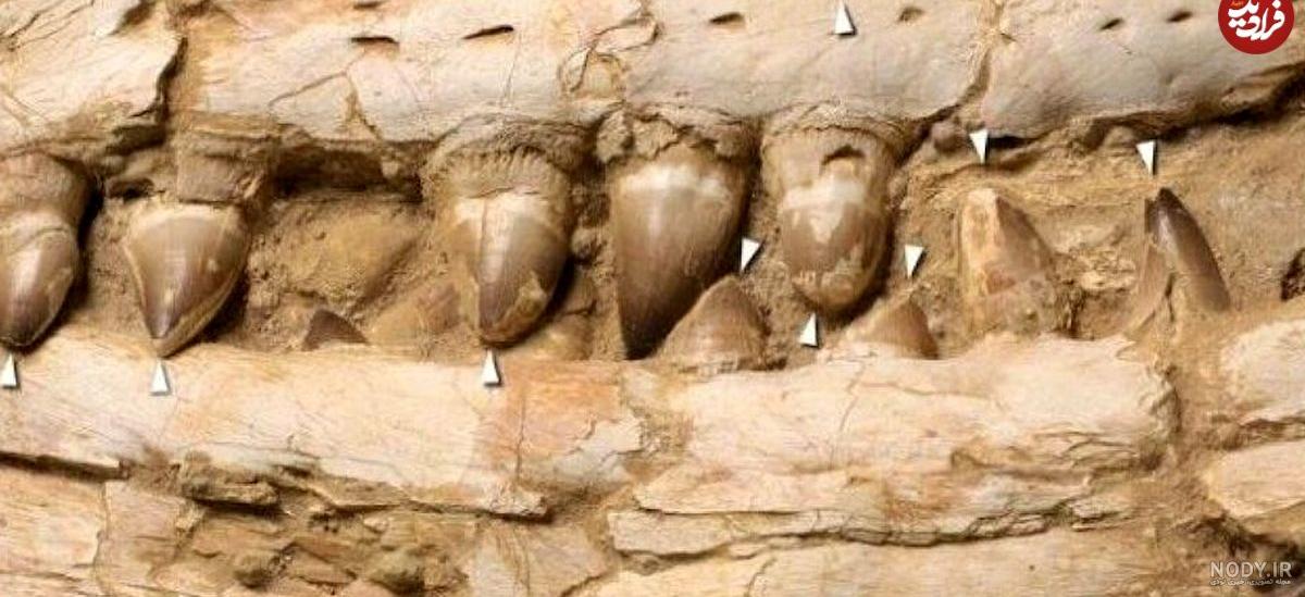 😱👹 ده 10 تا از بزرگ ترین و ترسناک ترین هیولا های دریا که تا الان از وجودشون بی خبر بودیم 😱👹 ده 10 تا از بزرگ ترین و ترسناک ترین هیولا های دریا که تا الان از وجودشون بی خبر بودیم