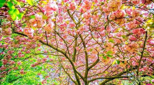 15 عکس طبیعت بهاری کیفیت بالا🌸زیباترین عکس طبیعت بهاری جدید