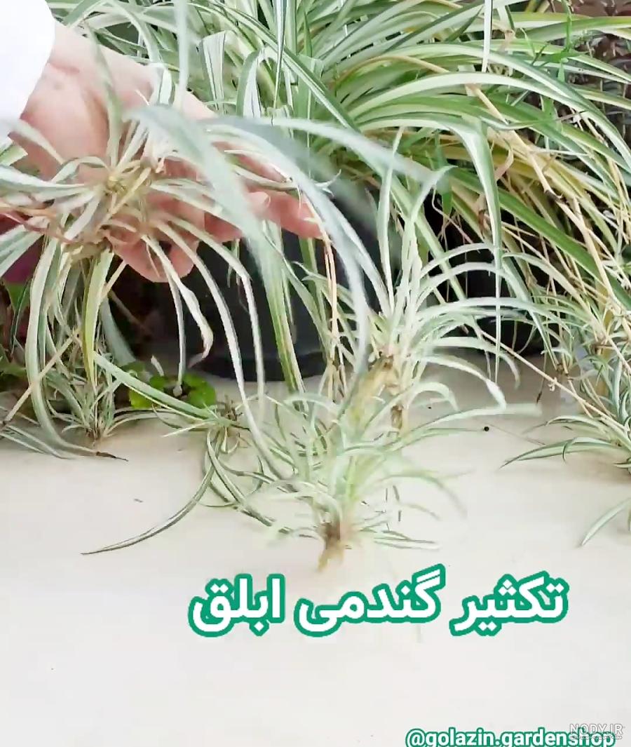 انواع گل گندمی- 0 تا 100 شرایط نگهداری گل گندمی سبز 2 مهر 1403 انواع گل گندمی- 0 تا 100 شرایط نگهداری گل گندمی سبز 2 مهر 1403