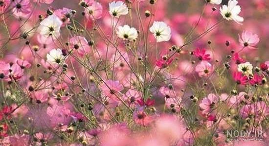 بیش از 30 عکس بهار با کیفیت بالا و ادیت حرفه‌ای | لست‌سکند