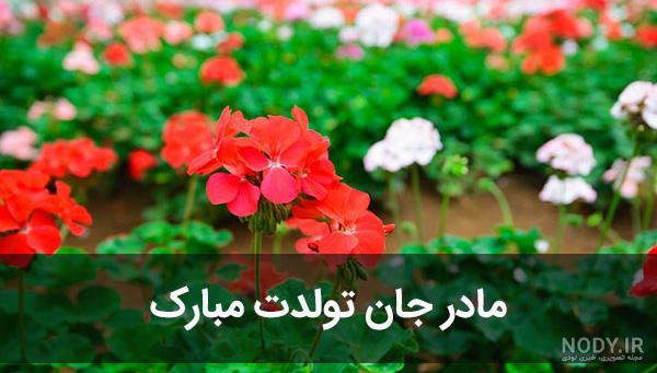 تبریک تولد مادر بزرگ - کارت پستال دیجیتال