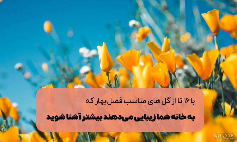 تصاویر گلهای بسیار زیبای بهاری تصاویر گلهای بسیار زیبای بهاری