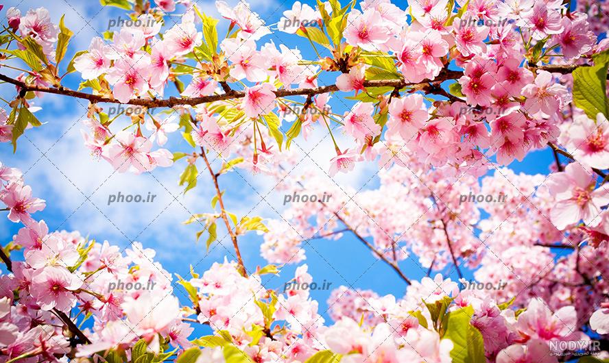 تصاویری از مناظر زیبای بهاری در جهان - مجله تصویر زندگی