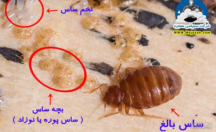 ساس - ویکی‌پدیا، دانشنامهٔ آزاد