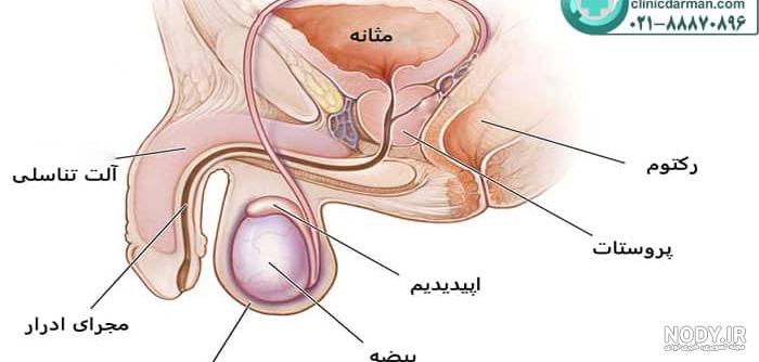 عکس آناتومی بدن مردان
