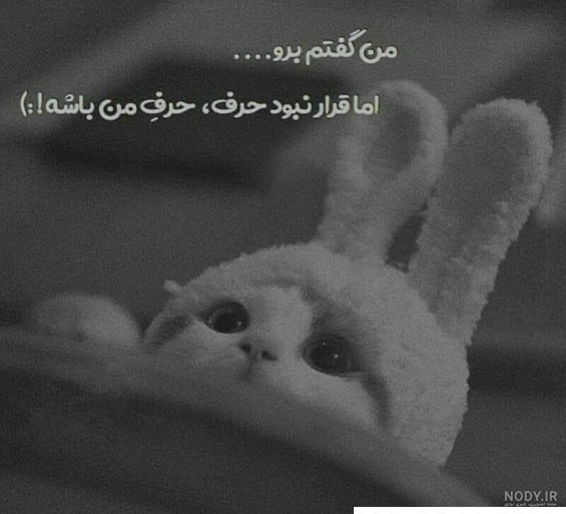 عکس های بامزه از خرگوش های ناز پشمالو