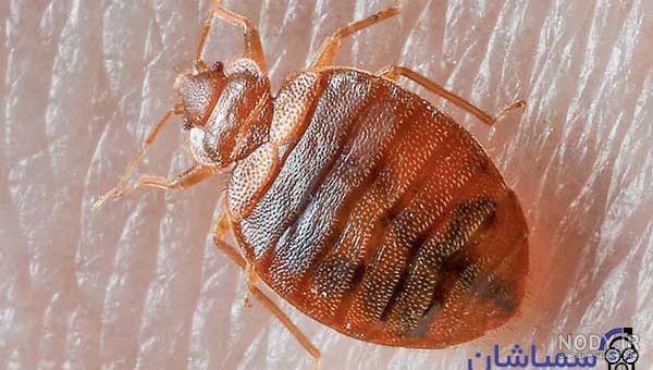 عکس بچه ساس عکس بچه ساس