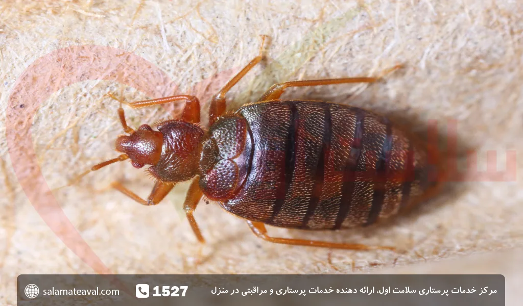 عکس بچه ساس ها عکس بچه ساس ها