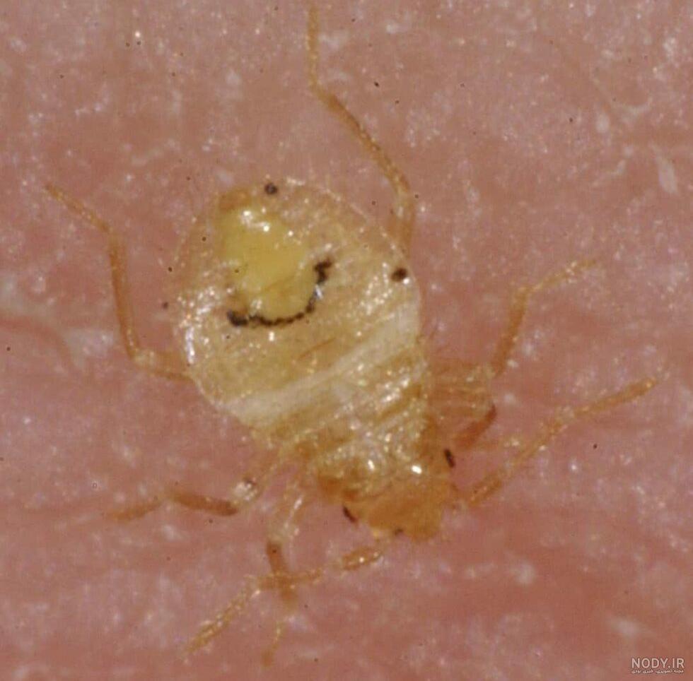 عکس بچه ساسی عکس بچه ساسی