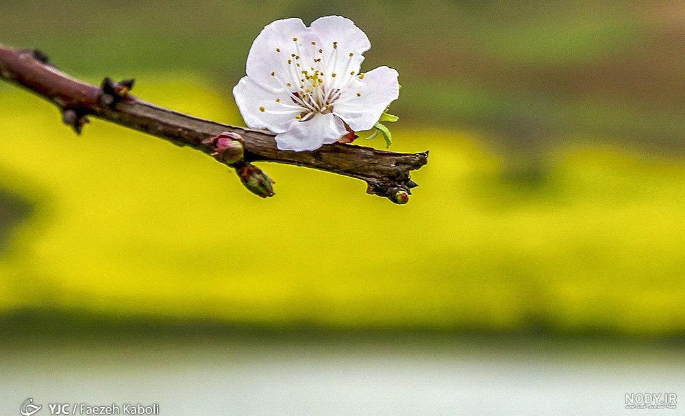 عکس های زیبای بهاری