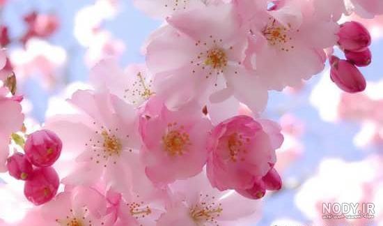 عکس زیبای بهاری برای پروفایل