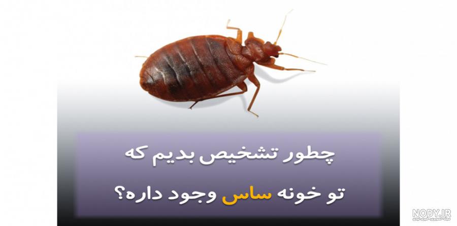 عکس ساس | 15 عکس از انواع حشره ساس که باید دید! عکس ساس | 15 عکس از انواع حشره ساس که باید دید!
