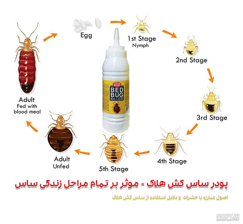 عکس ساس کوچک عکس ساس کوچک