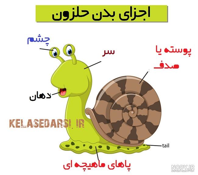 عکس نقاشی حلزون باب اسفنجی