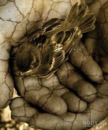 عکس نوزاد گنجشک - عکس نودی