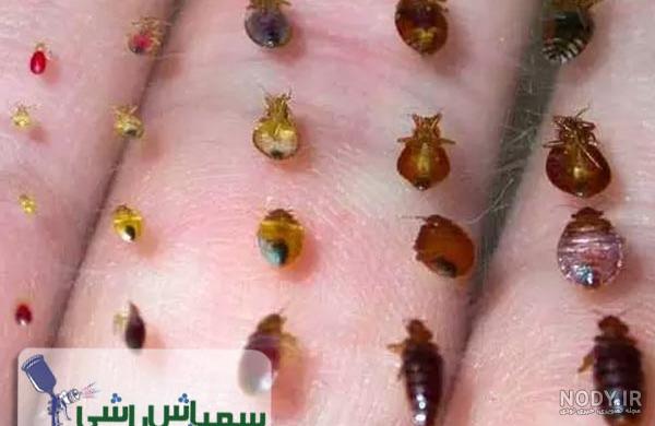 عکس نیش ساس چه شکلیه ؟ قیمت سمپاشی ساس در سال ۱۴۰۳ عکس نیش ساس چه شکلیه ؟ قیمت سمپاشی ساس در سال ۱۴۰۳