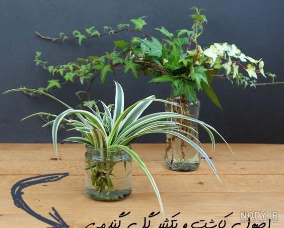 عکس گل گندمی بنفش عکس گل گندمی بنفش