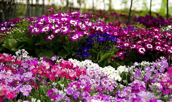 عکس گلهای بهاری با کیفیت - تــــــــوپ تـــــــــاپ عکس گلهای بهاری با کیفیت - تــــــــوپ تـــــــــاپ