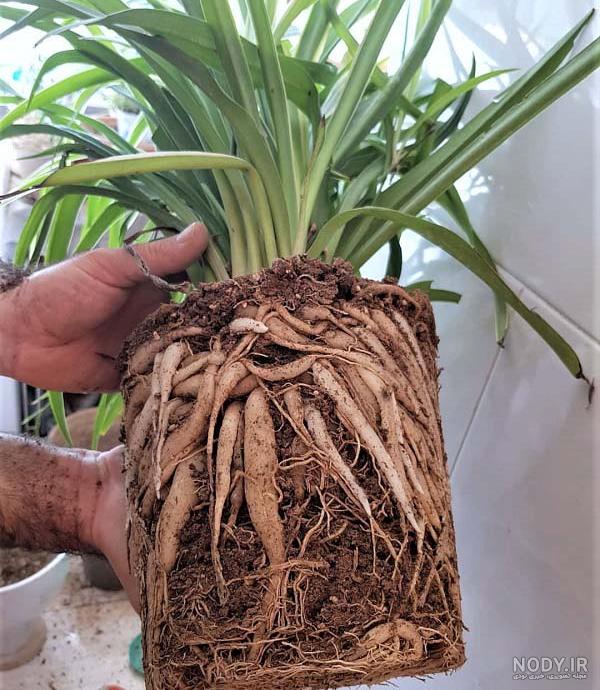 گیاه گل گندمی (spider plant) : روش نگهداری + بهترین قیمت | گل آپارتمانی گل باما گیاه گل گندمی (spider plant) : روش نگهداری + بهترین قیمت | گل آپارتمانی گل باما