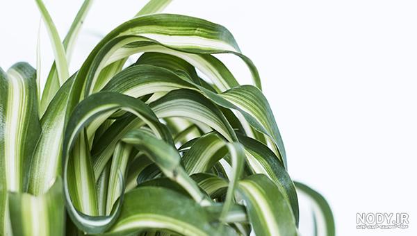 گیاه گل گندمی (spider plant) : روش نگهداری + بهترین قیمت | گل آپارتمانی گل باما گیاه گل گندمی (spider plant) : روش نگهداری + بهترین قیمت | گل آپارتمانی گل باما