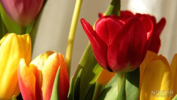 ۱۶ گل بهاری برای زیبا کردن فضای خانه ۱۶ گل بهاری برای زیبا کردن فضای خانه