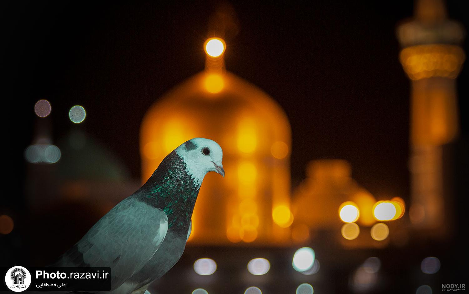 عکس حرم امام رضا با کبوتر برای پروفایل واتساپ