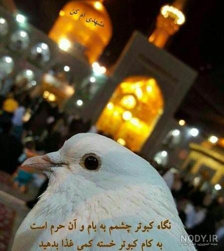 عکس حرم امام رضا با کبوتر برای پروفایل واتساپ