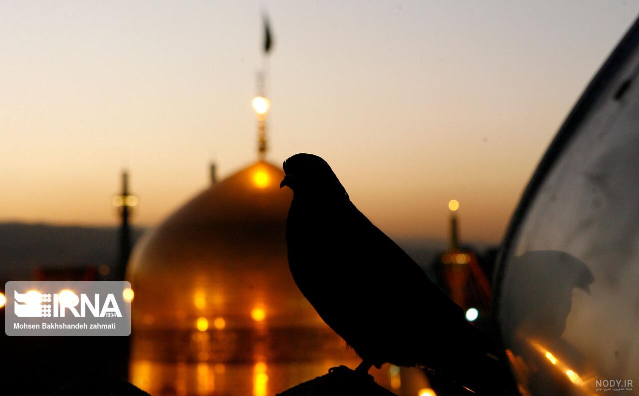 عکس حرم امام رضا با کبوتر برای پروفایل واتساپ