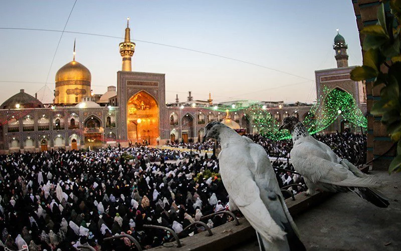 عکس حرم امام رضا با کبوتر برای پروفایل واتساپ