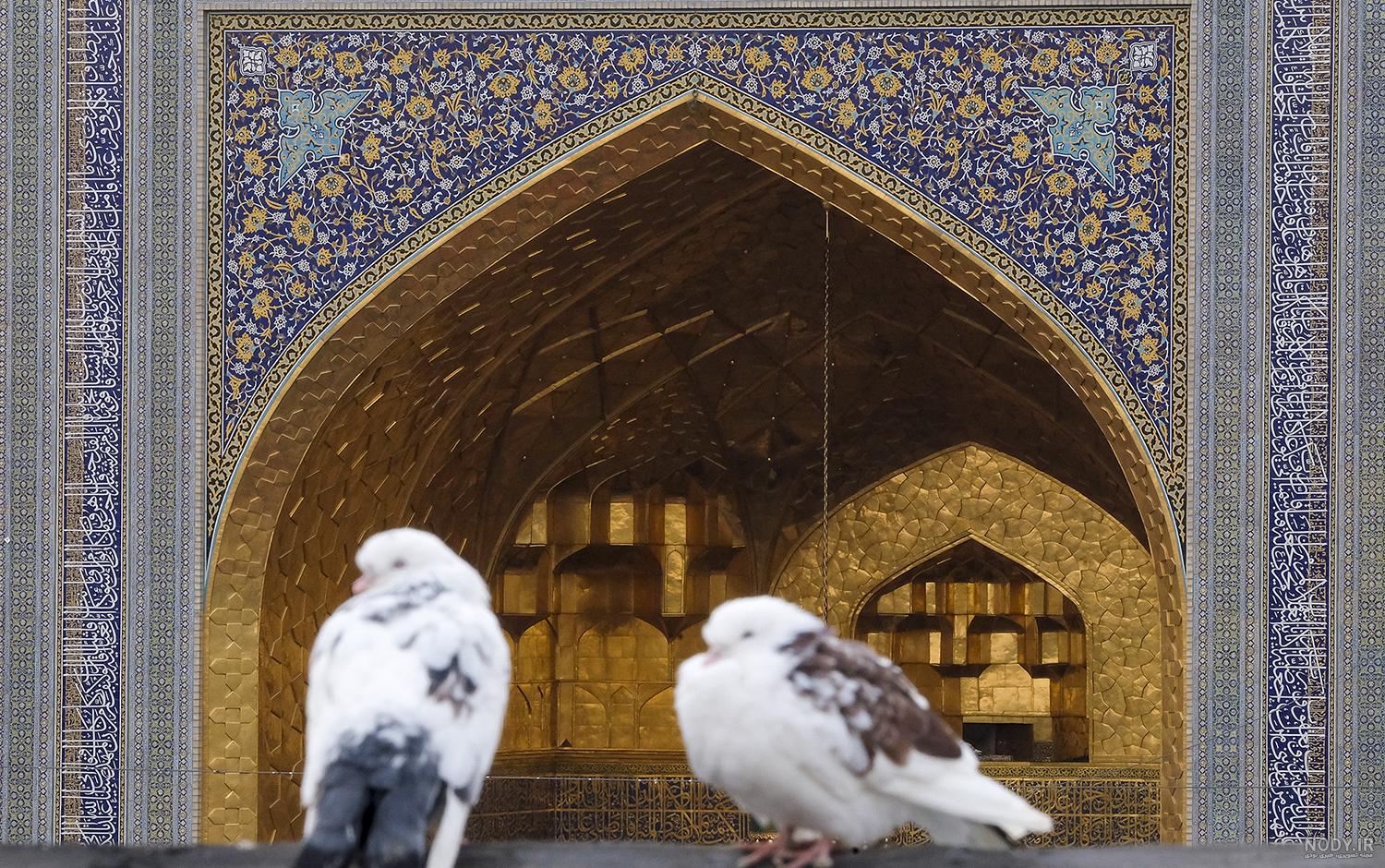 عکس حرم امام رضا با کبوتر برای پروفایل واتساپ