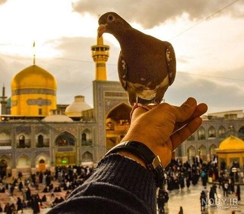 عکس خفن عکس حرم امام رضا با کبوتر
