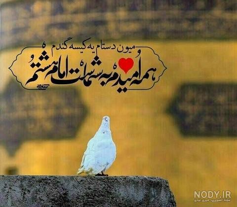 عکس حرم امام رضا با کبوتر برای پروفایل واتساپ