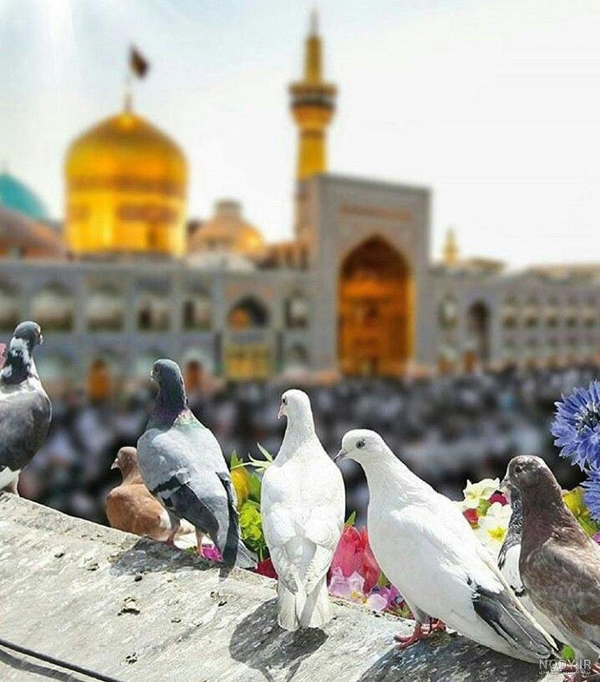 عکس حرم امام رضا با کبوتر برای پروفایل واتساپ