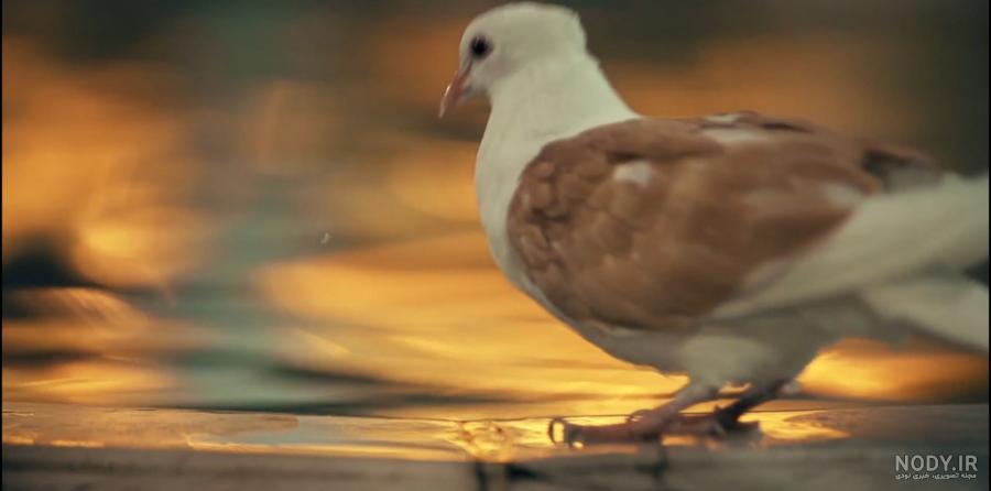 عکس حرم امام رضا با کبوتر برای پروفایل واتساپ