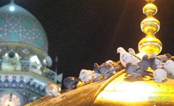عکس حرم امام رضا با کبوتر برای پروفایل واتساپ