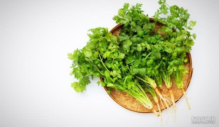 آموزش کاشت گیاه “جعفری” و نگهداری آن