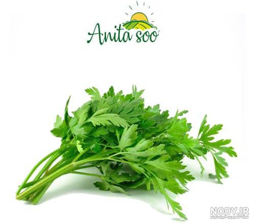 بذر جعفری parsley seed + راهنمای کاشت جعفری