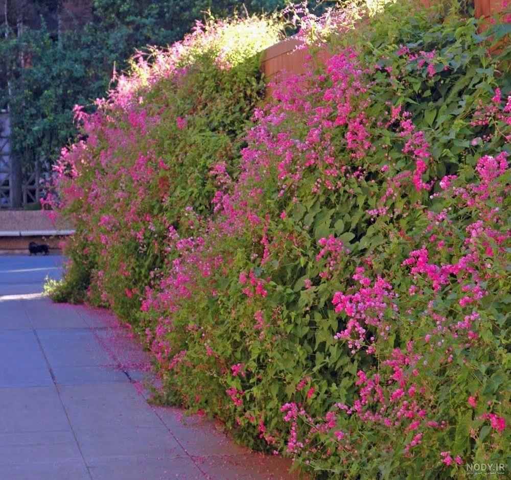بذر پیچک مکزیکی - Mexican Coral Vine - شهر بذر بذر پیچک مکزیکی - Mexican Coral Vine - شهر بذر