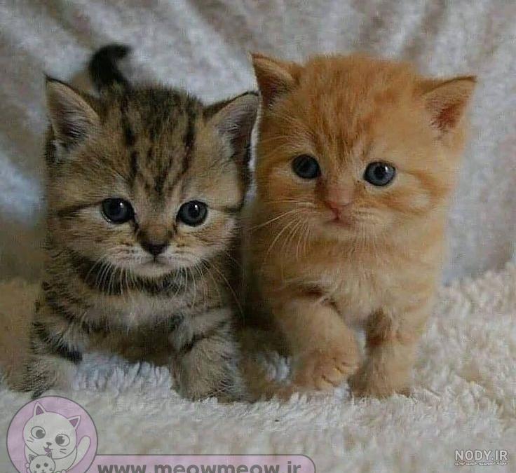 بچه گربه های بانمک بچه گربه های بانمک