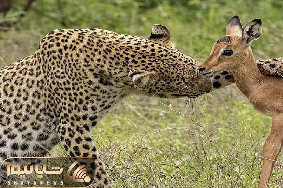 تصویر با کیفیت آهو و کره آهو