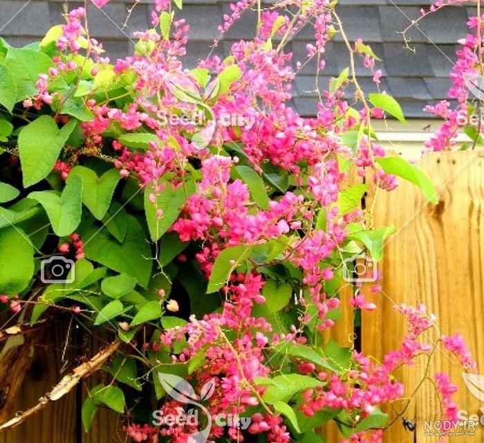 خرید گل رونده باغچه ای؛ معرفی 7 گل پیچکی+ نکات نگهداری خرید گل رونده باغچه ای؛ معرفی 7 گل پیچکی+ نکات نگهداری