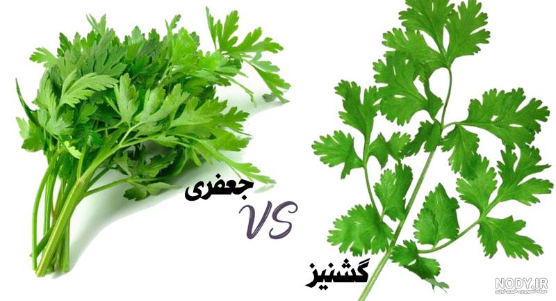 خواص سبزی جعفری؛ از درمان دیابت تا نابودی سنگ کلیه
