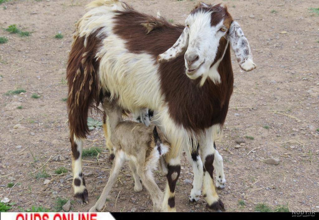 دانلود عکس چهره بچه آهو 🦌 با بهترین کیفیت مخصوص پس ضمینه